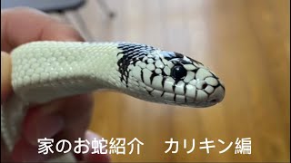 お蛇ちゃん紹介動画作ってみた　カリフォルニアキングスネーク編