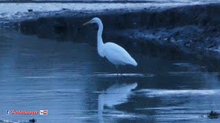 Great White Egret at Dusk, Antrim Coast, N Ireland - Irish Birds / Wildlife Scenery