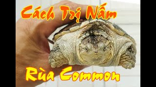 Cách Trị Nấm Cho Rùa Common / Vũ Lê Channel