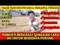 Terbukti Berhasil!?Budidaya Porang Lahan Baru di sawah|Cara Tanam|Pupuk Porang|Perawatan|Cara baru