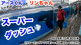 シャチのアースくんとリンちゃん《ウォーミングアップ\u0026シャチ公開トレーニング》2024年10月30日号【名古屋港水族館】シャチ公開トレーニング