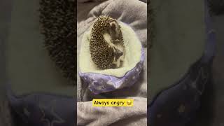 Angry hedgehog in playing mood 🦔🥰#shorts #petlovers #doglover #hedgehoglover