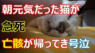 愛猫が急死した日、飼主が号泣、亡骸にすがる！＃ののTV＃保護猫