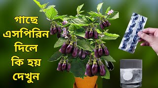 গাছে এসপিরিন দিলে কি হয় দেখুন - Unknown Uses of Aspirin - গাছে এসপিরিনের ব্যবহার