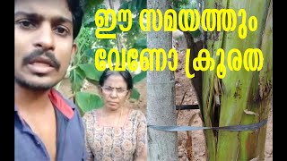 #crime ഈ സമയത്തും വാഴ നശിപ്പിച്ചവരെ എന്തു ചെയ്യണം???