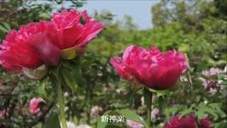 花ファンタジア　牡丹　Flower Fantasia Peony