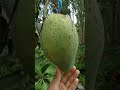 MANGGA TABULAMPOT BERBUAH LEBAT #shorts #youtubeshorts