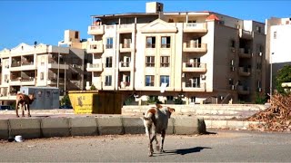 Dans les rues du Caire, le défi des chiens errants