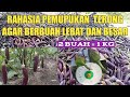 rahasia pemupukan terong berbuah lebat dan besar / panen ke 4 terong ungu dapat 22 karung