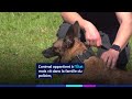 reportage au championnat suisse des chiens de police