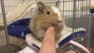 警戒心ゼロのデグー【11/6degu-diary】