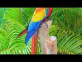 beautiful Birds- Stunning Nature, Stress Relief, Relaxing Birds Sound and music sounds