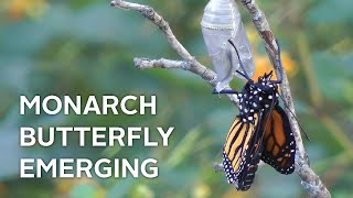 Monarch Butterfly Emerging from Chrysalis — The Nature Tapes