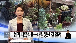 희귀 다육식물…대량생산 길 열려(서울경기케이블TV뉴스)