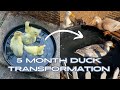 5 Month DUCK TRANSFORMATION!