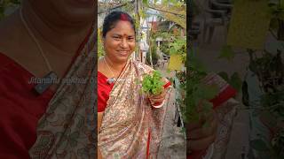 ବାଡ଼ି ଧନିଆଁ ଭାରି ବଢିଆ#corianderleaves #greenleafyvegetables #gardening #terracegarden#rooftopgarden