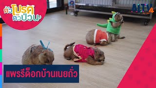 แพรรีด็อกบ้านเนยถั่ว | ตัวโปรด ตัวป่วน (3 ก.พ. 66)