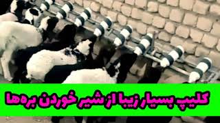 کلیپ بسیار زیبا از شیر خوردن بره‌ها  A very beautiful clip of lamb feeding