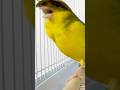 “Incredible Canary Song -Pure Nature's Symphony!🎵” #canarysinging #canarylovers #canarybirdsinging