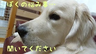 悩み事を聞いてもらいたい英国ゴールデンレトリバーギンちゃん(生後9ヶ月)