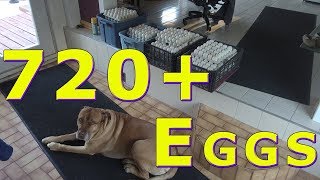 720 Egg Food Bank Donation October 30, 2018