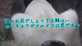 M字ポーズのホッキョクグマ　イコロ君🤭