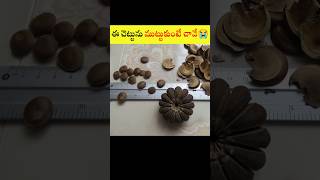 ఈరోజు చెట్టును ముట్టుకుంటే చనిపోతారు😭😭 | Top Interesting Facts in Telugu #facts #viral #shorts