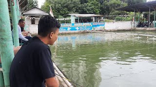 PEMANCINGAN GALAPUNG IKAN MAS OM HENDRIK JAKRTA BARAT.