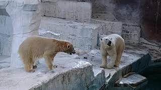 NIGHT  ZOO  ホウちゃん  イッちゃん  おやつが入った氷をもらう  at  天王寺動物園  part  3