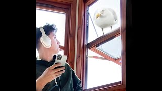 My Pet Seagull Wrote Me A Beautiful Song...