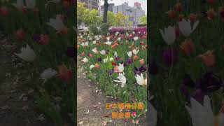 日本橫濱公園🌷鬱金香🌷盛開