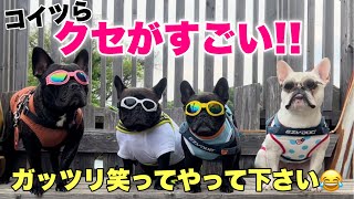 今年初プール後半戦はコントになっています！とにかく笑ってやってください！【フレンチブルドッグ】