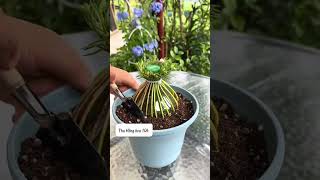 Trồng hoa mười giờ sáng tạo #hoamuoigio #bonsai #yeuhoa #gardening #garden