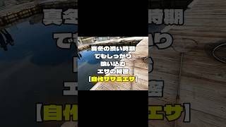 自作ササミエサの秘密#海上釣り堀#shorts