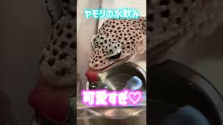 Gecko drinking water is so cute ♡