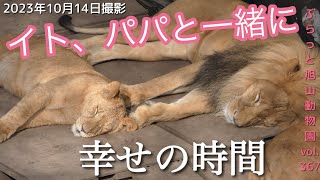 【今日のライオン】最高の時間。イト＆パパと一緒のすのこで寝る。家族愛万歳。オリト＆イオファミリーvol367@旭山動物園/Precious moments for the lion family