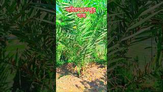 বাংলাদেশে সৌদি খেজুর চাষ। সৌদি খেজুর বাগান। Dates Farming |#সৌদি_খেজুর