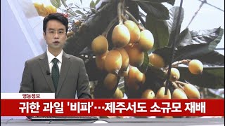 [영농] 귀한 과일 '비파'…제주서도 소규모 재배