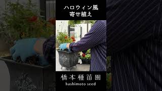 ハロウィンの寄せ植え♪ #shorts