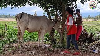 ការពិនិត្យ និងព្យាបាលគោកើតជំងឺរាក