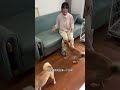 这是一期柴犬劝退视频，犟种！都是犟种！ 上门遛狗 vlog日常 萌宠出道计划 柴犬 狗狗