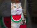 play ping-pong. #exlittlebeans #funnyvideo #funnycats