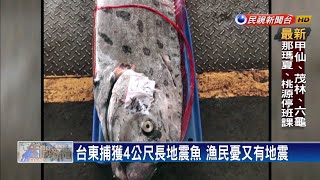 台東捕獲4公尺長地震魚 漁民憂又有地震－民視新聞