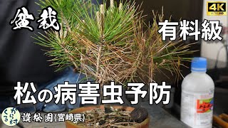 【盆栽】松の病害虫対策　（有料級）