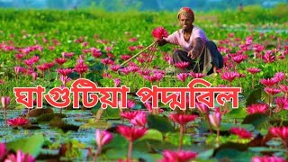 পদ্মবিল। ঘাগুটিয়া পদ্মবিল। ব্রাহ্মণবাড়িয়া পদ্মবিল। আখাউড়া পদ্মবিল। Beauty of Ghagutia Poddo Beel