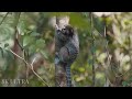 Amazon Animals In 8K ULTRA HD   Amazon Rainforest