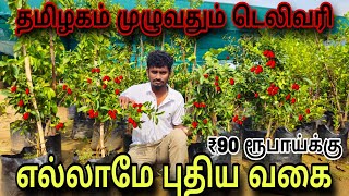 ₹90 ரூபாய் முதல் புதிய வகை பெரிய பழச் செடிகள் எல்லாமே பழங்களுடன் கிடைக்கும் #நர்சரி #farming #fruit