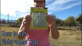 How To Set Victor Gopher Traps