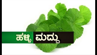 ಹಳ್ಳಿ ಮದ್ದು -  ಬಹು ಉಪಯೋಗಿ ಈ ಒಂದೆಲಗ ಸೊಪ್ಪು… | Health Benefits of Brahmi