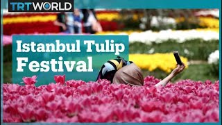 Istanbul blooms for International Tulip Festival